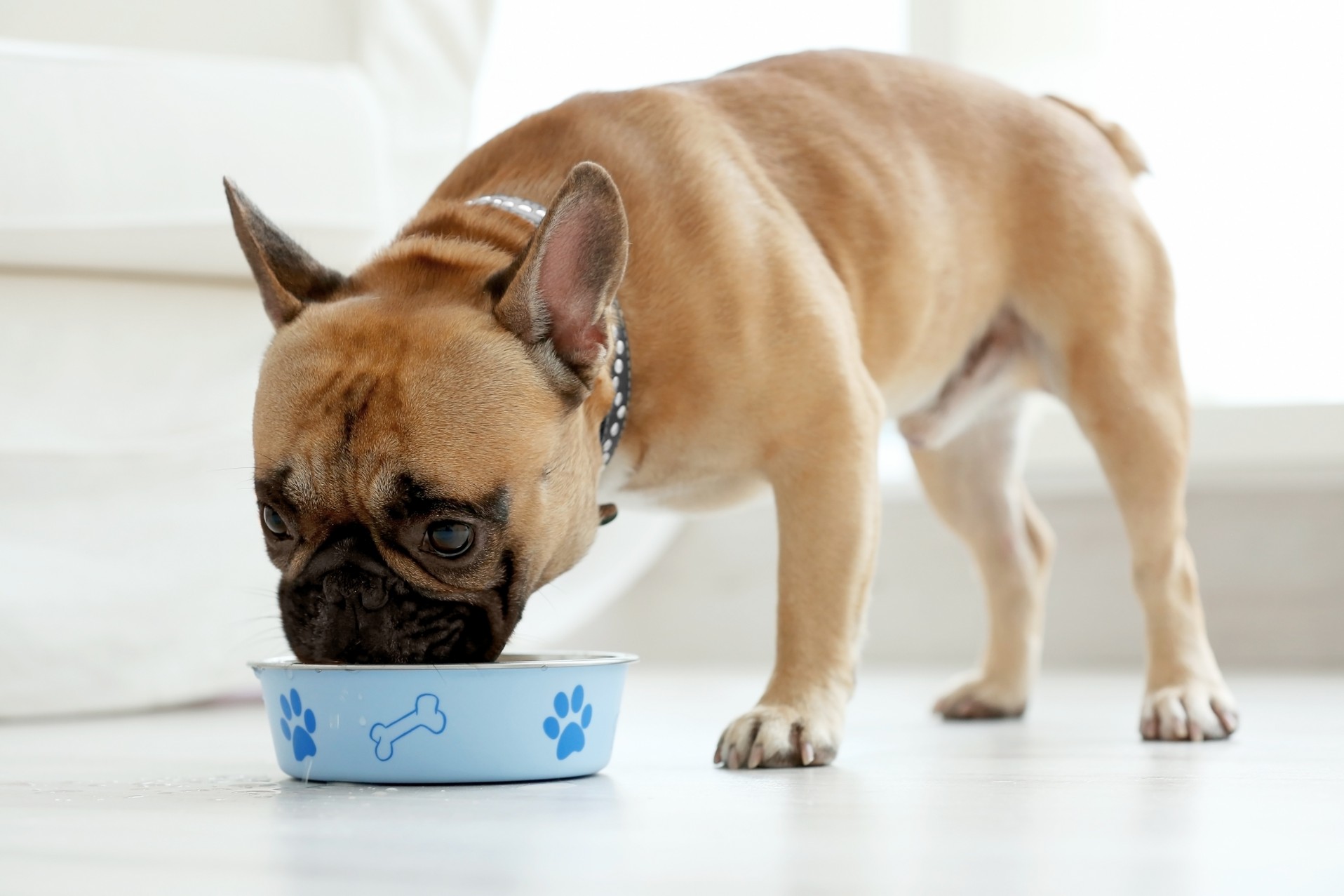 Small dog eating from bowl
