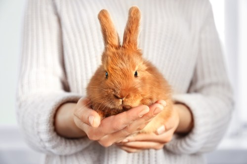 Brown rabbit held by owner