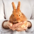 Brown rabbit held by owner