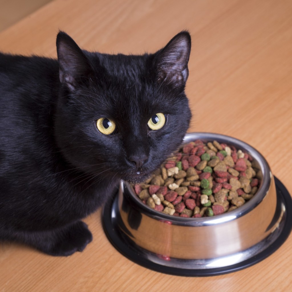 Black cat eating from metal bowl