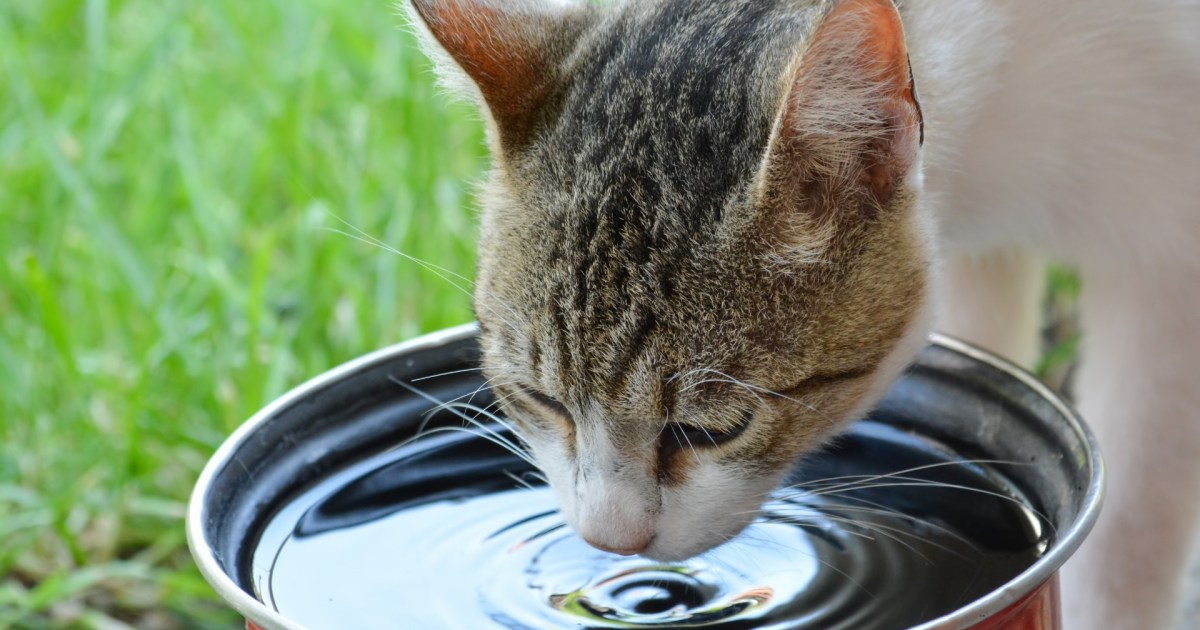 Your Cat Drinking So Much Water Could Indicate a Problem | PawTracks