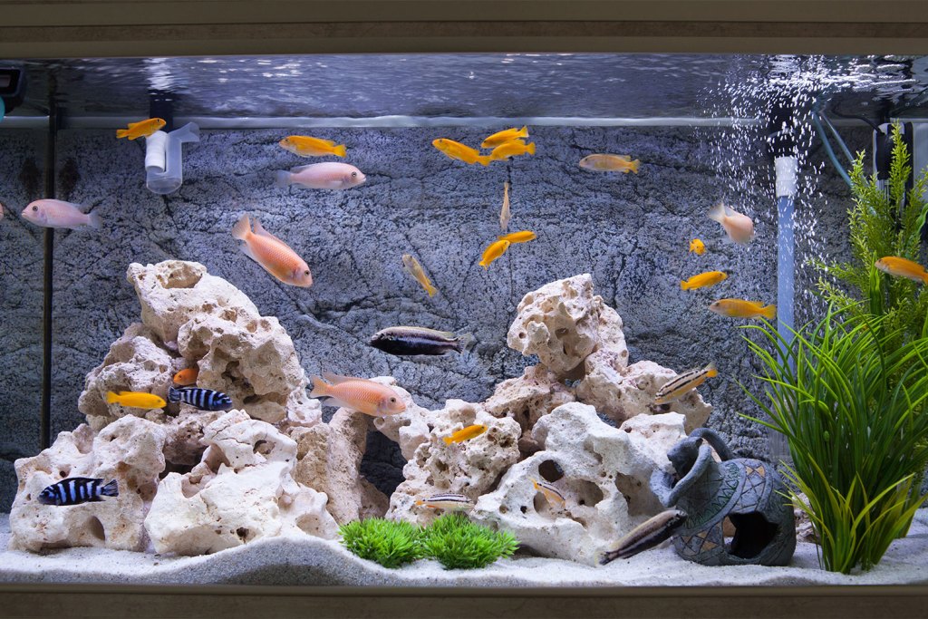 Size Aquarium Custom Fish Tank Background Custom Aquarium