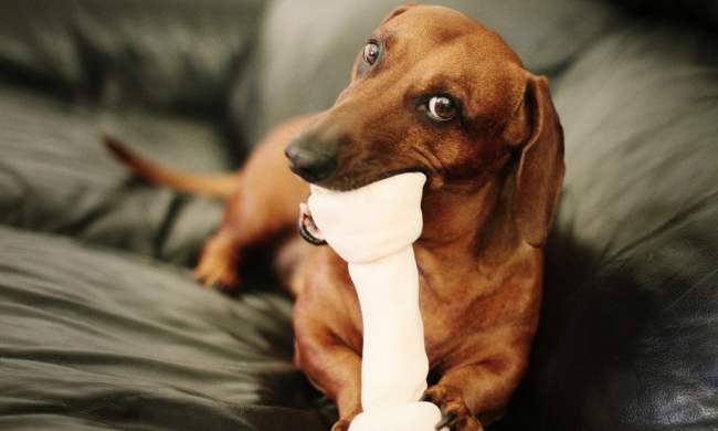 the best dog chew bones
