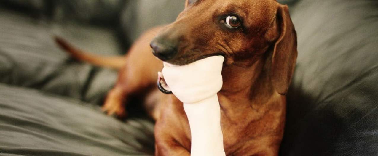 the best dog chew bones