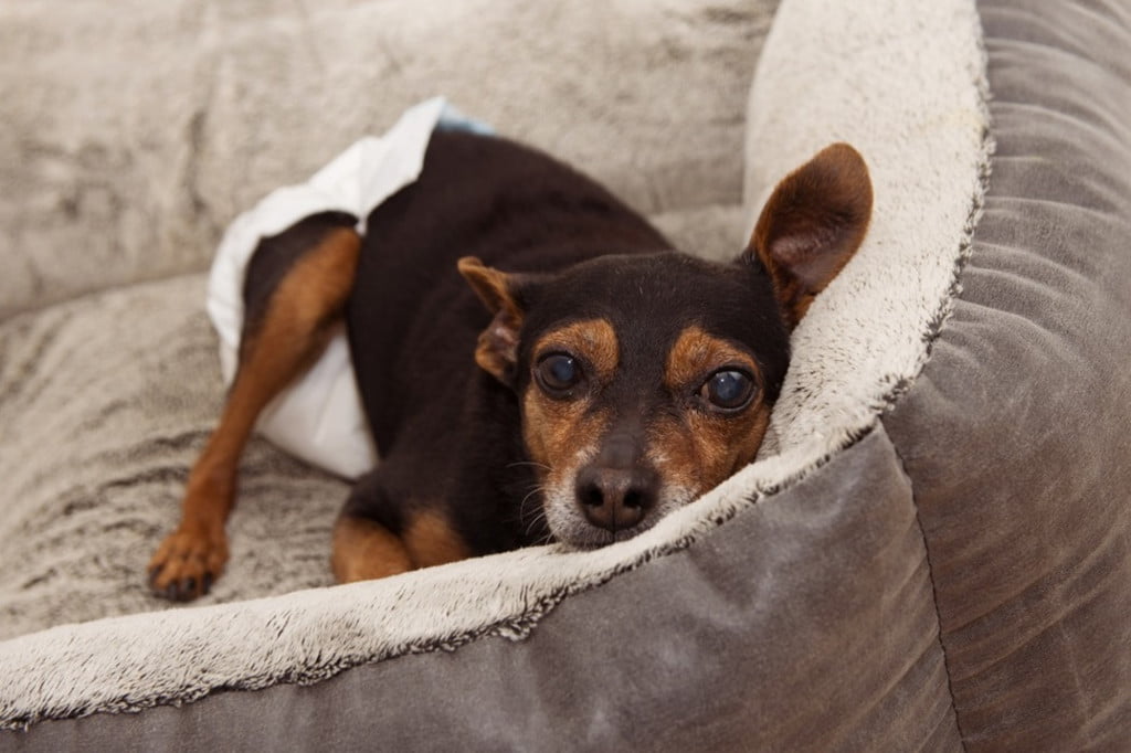 Small dog in a diaper