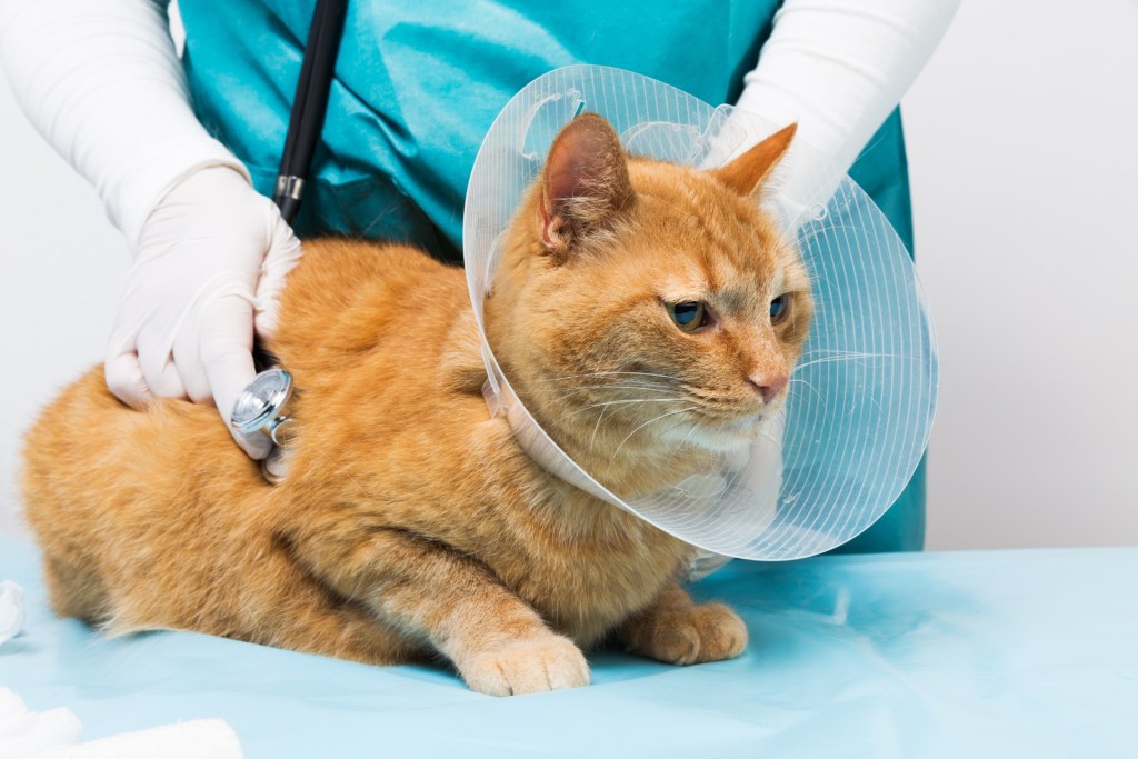 Katė pas veterinarą su plastikiniu kūgiu ant kaklo