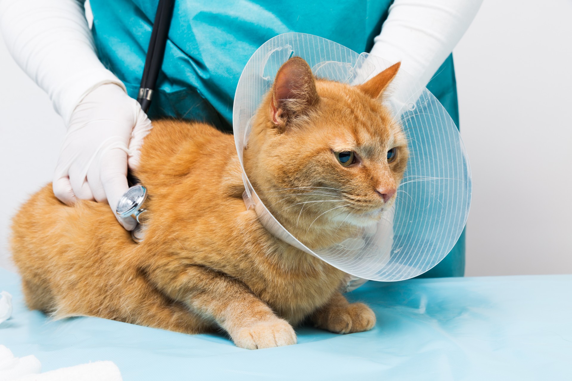 Cat at vet with plastic cone on neck