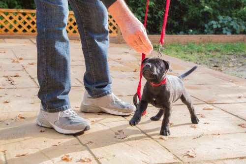 Puppy on leash being trained by owner