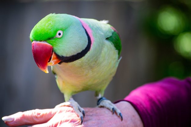 Colorful bird perched on a hand