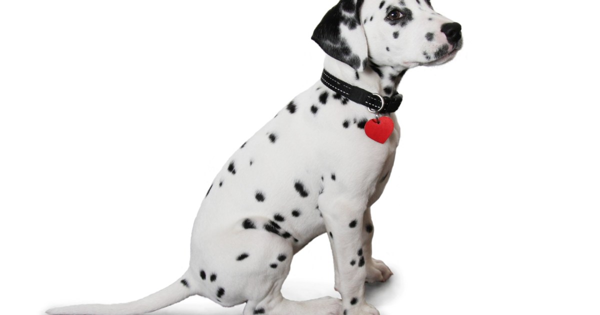 Tips for Fitting Your Puppy’s Collar PawTracks