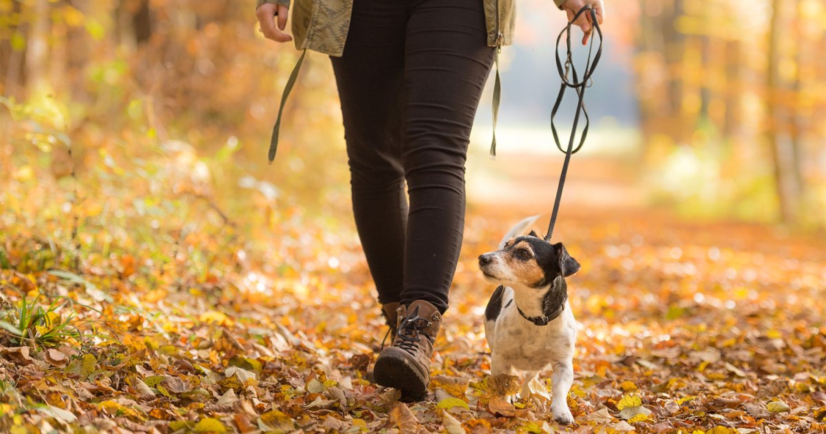 How to make a dog harness out of rope PawTracks