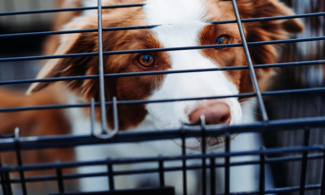 Dog looking through black dog crate