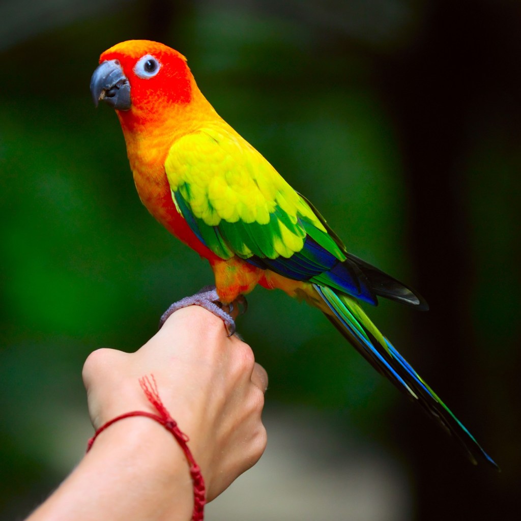 Parrot standing on finger of a person