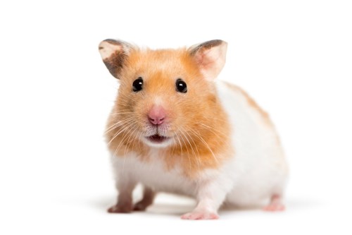 Hamster staring on white counter