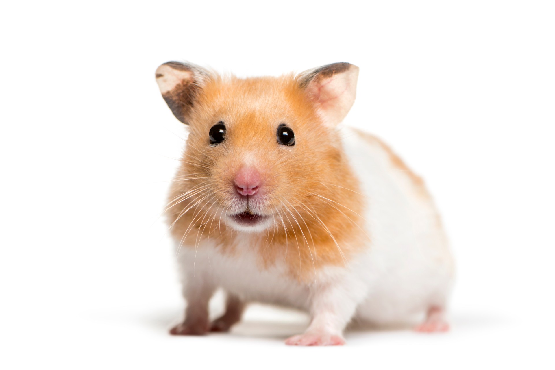 how-to-tell-if-your-hamster-is-sick-pawtracks