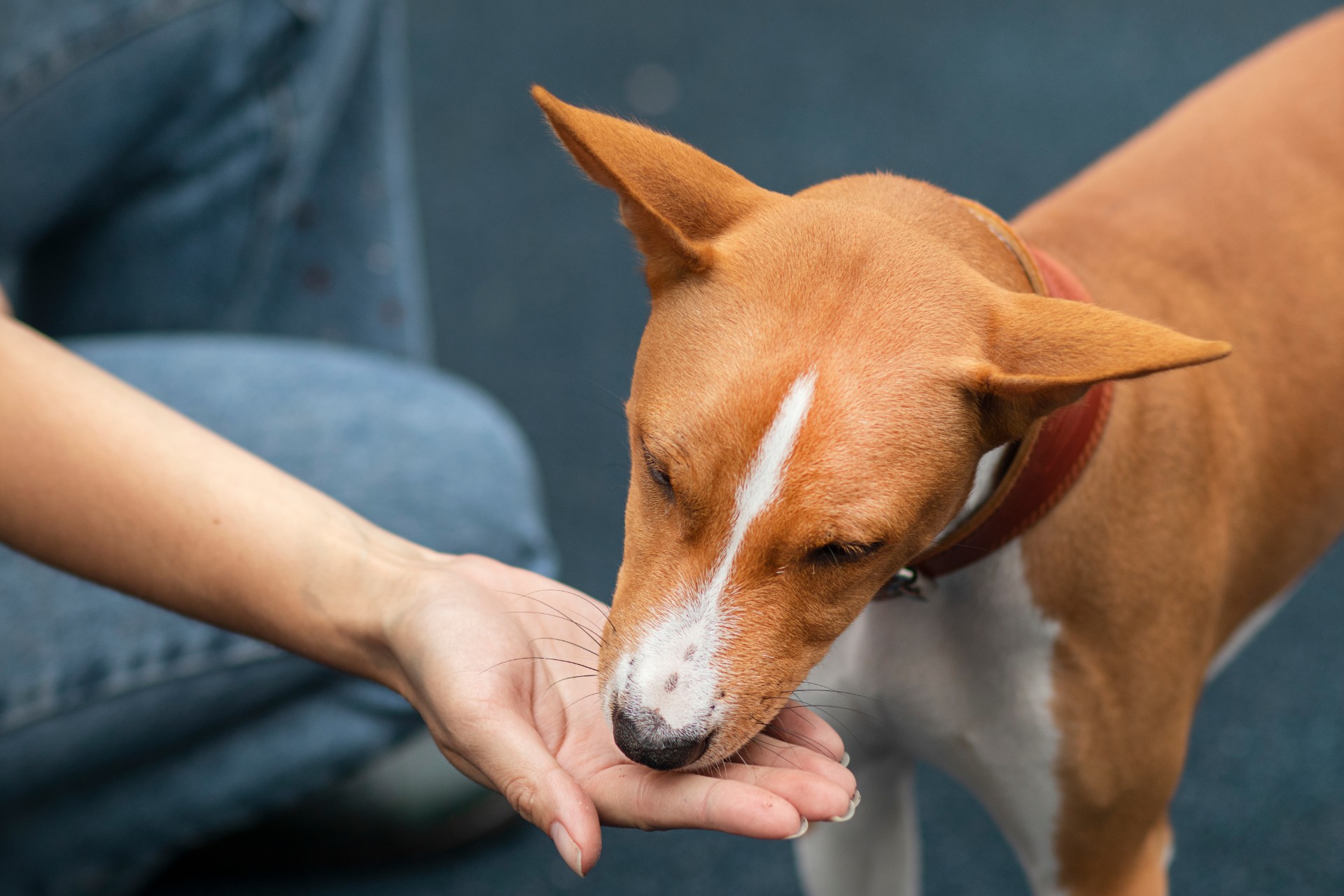 Dog eating from a person's hand