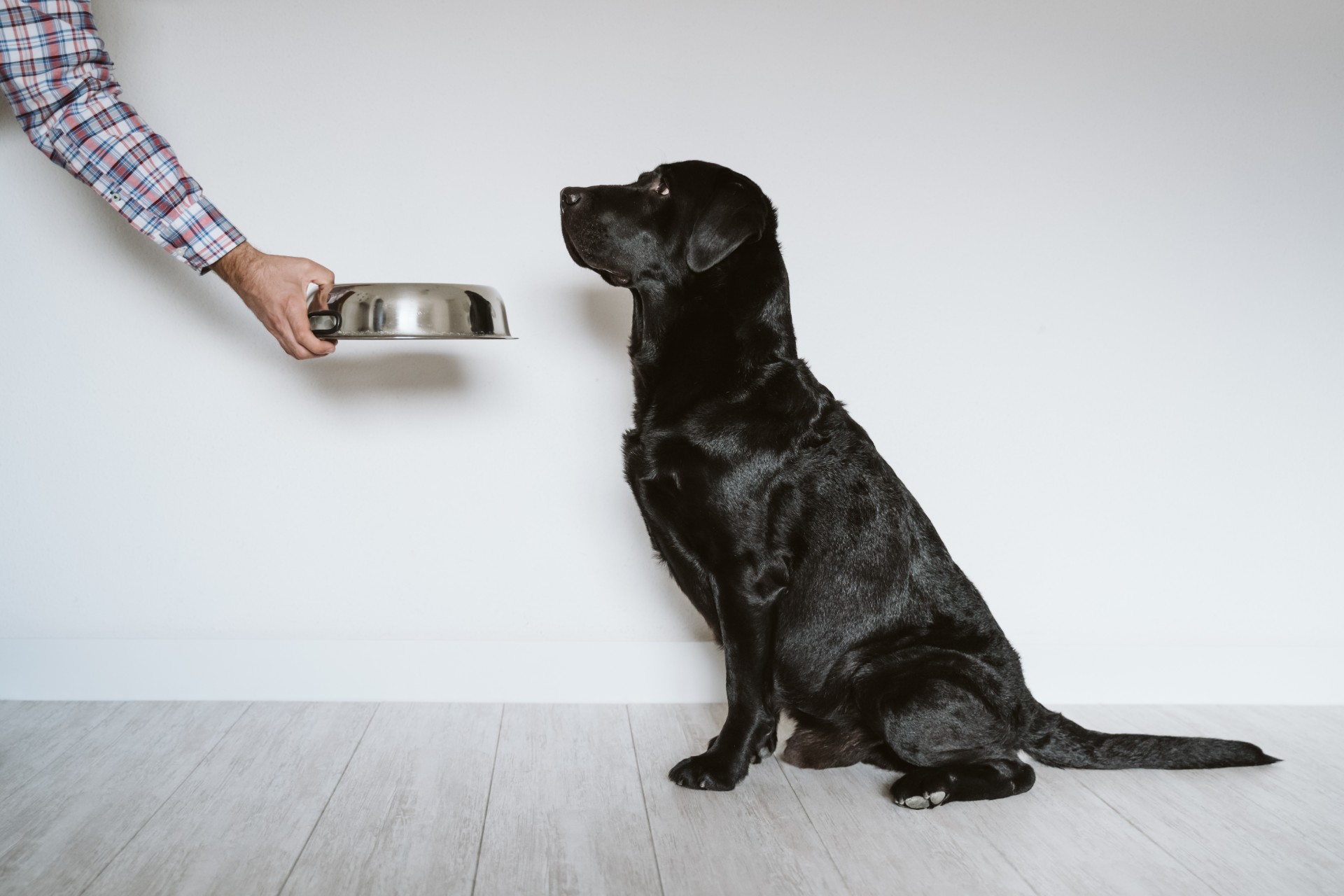 Black Labrador waiting for metal bowl held by person