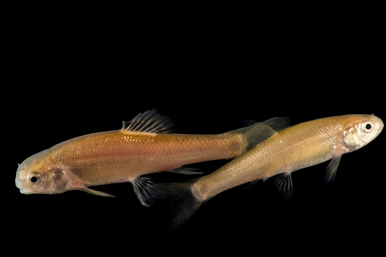 Learn How Fast Minnows Reproduce PawTracks
