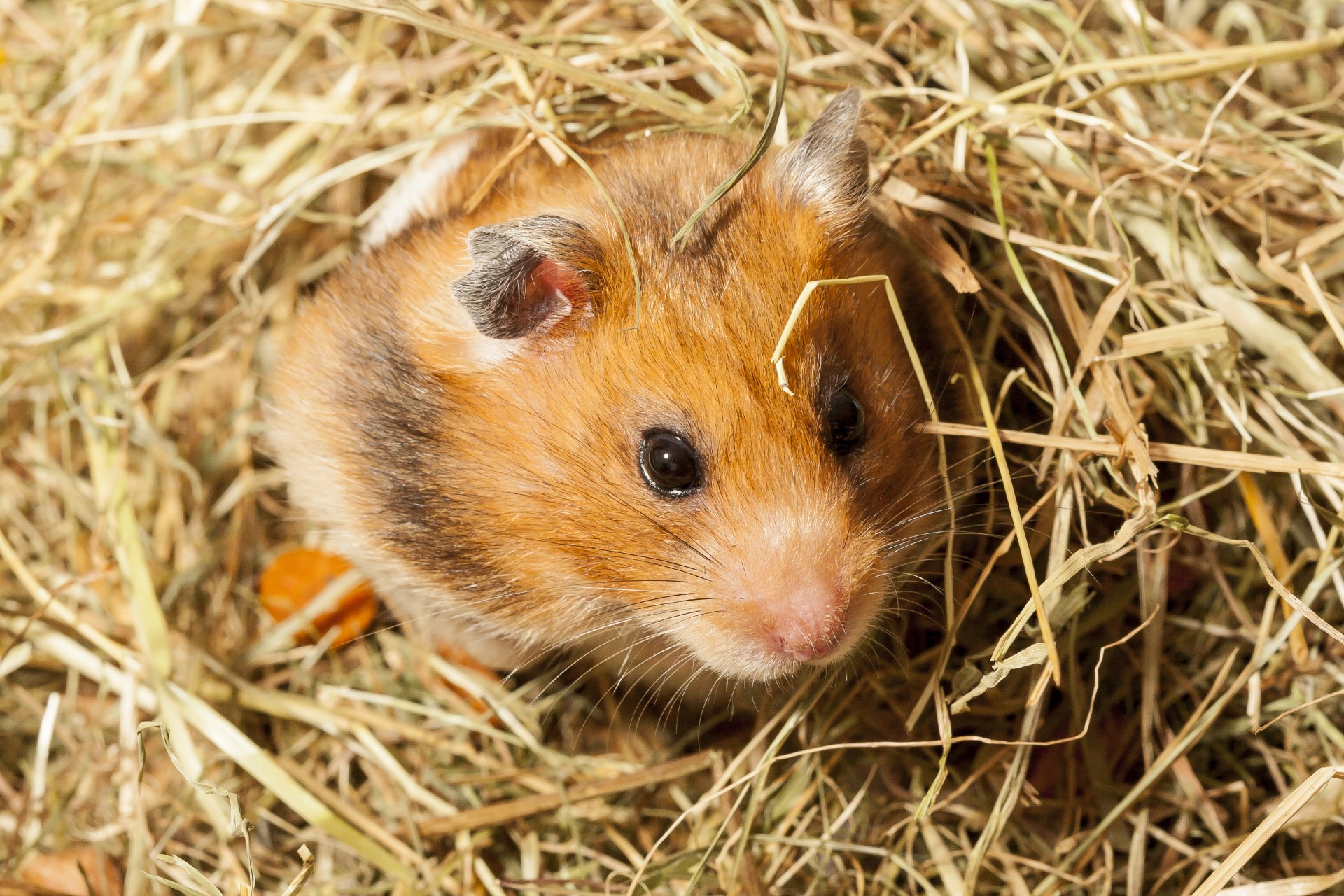 Hamster wrapped up in hay