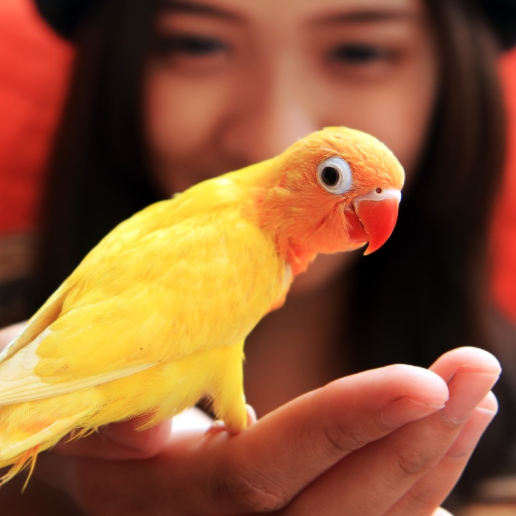 Yellow bird on finger of woman