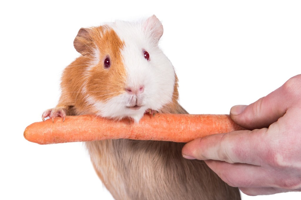 Guinea pig eating a carrot held by a person