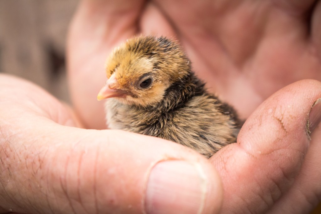 Human hands holding a baby bird