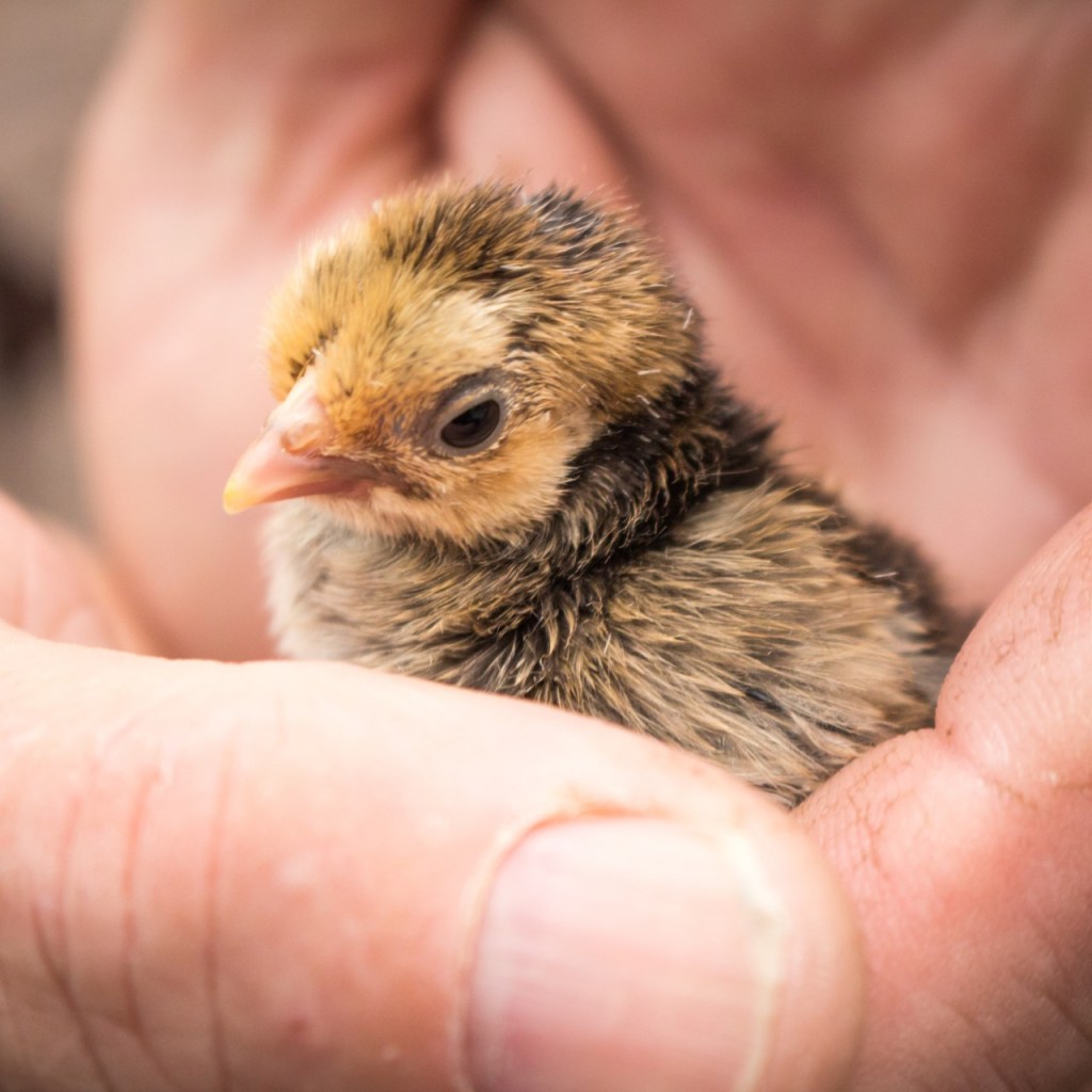 Human hands holding a baby bird