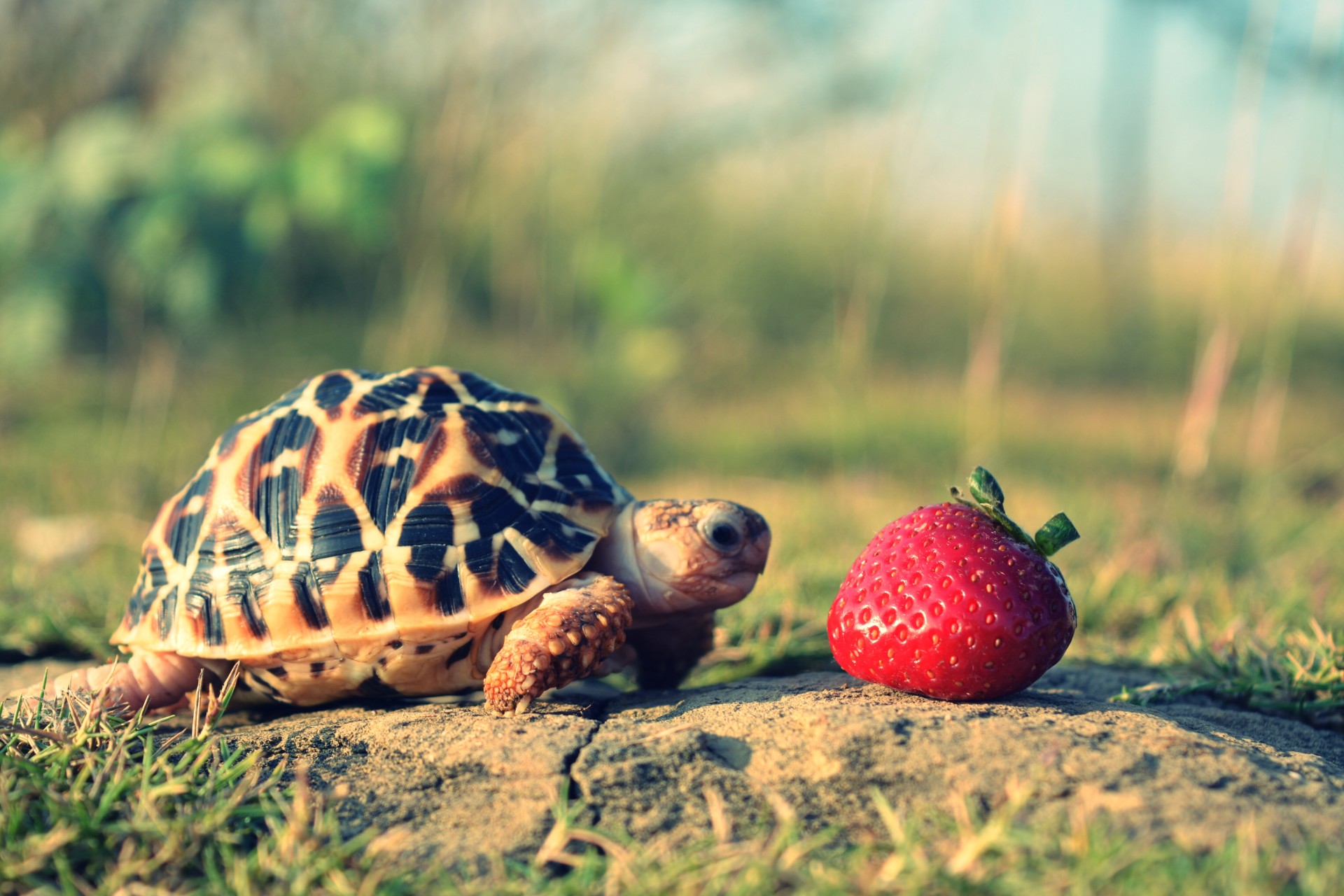 Small turtle with a strawberry