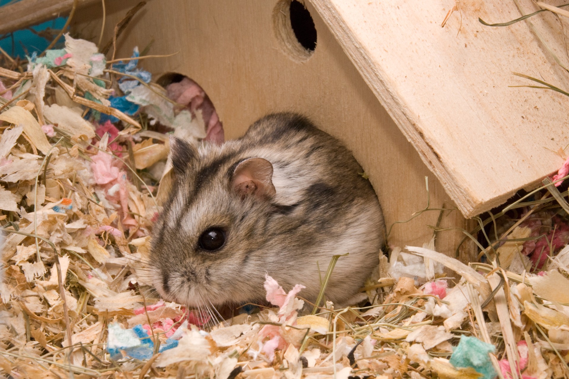 Hamster in cage inside tiny wooden home