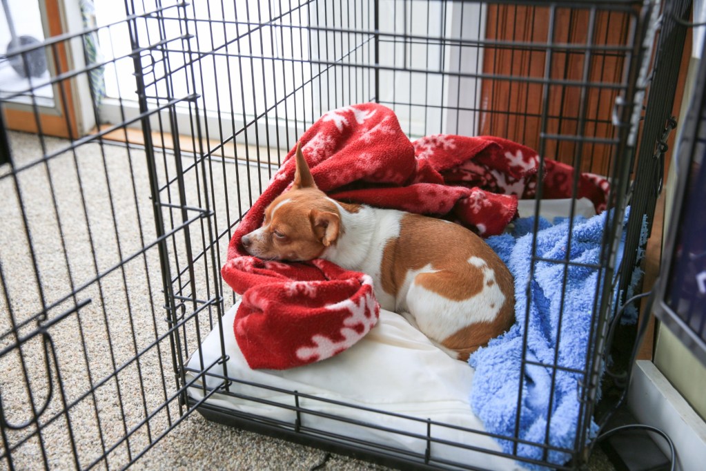 Dog in a metal crate with blankets