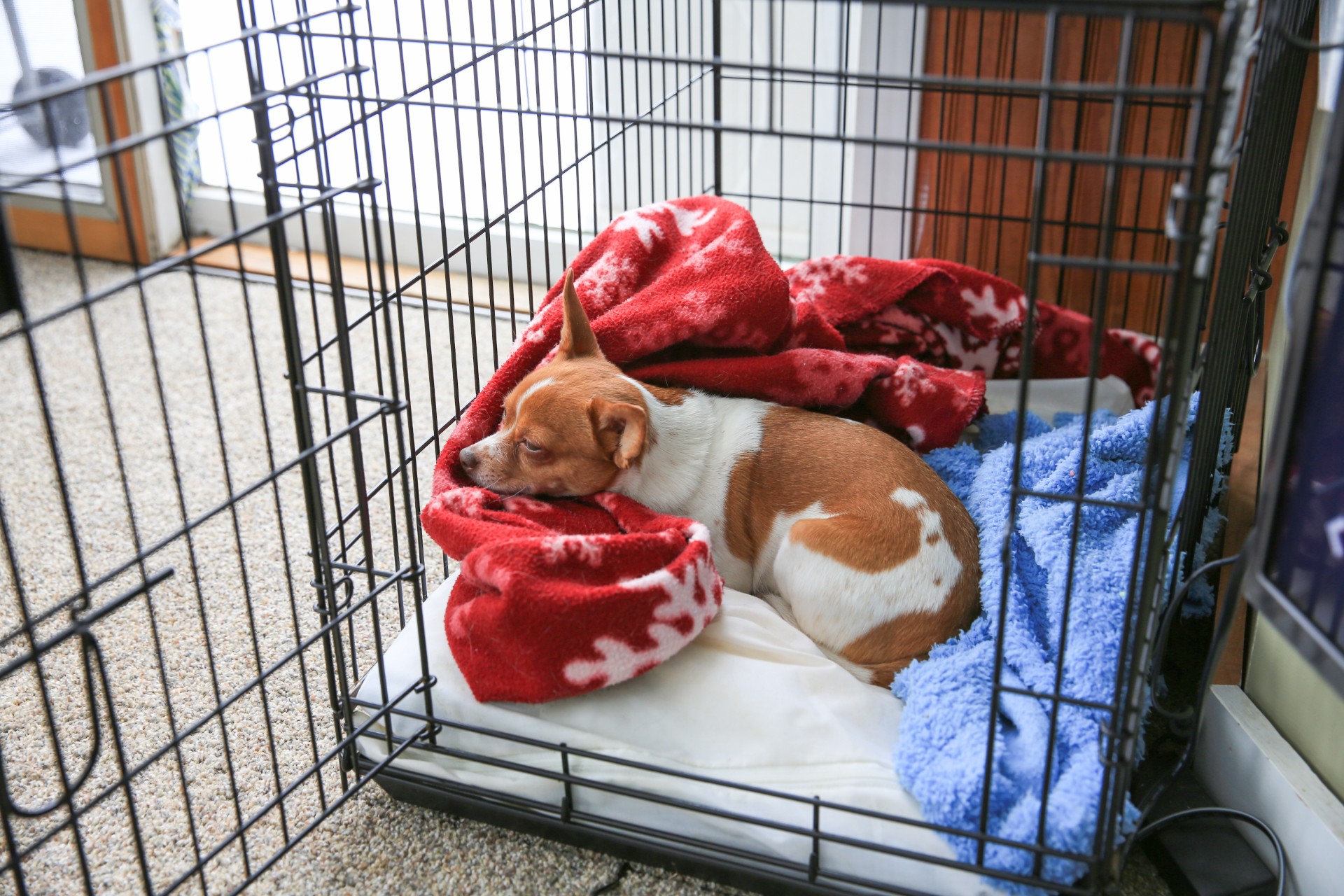 Lick Mat for Dogs,Dog Cage Training Tools for Secures to Crate