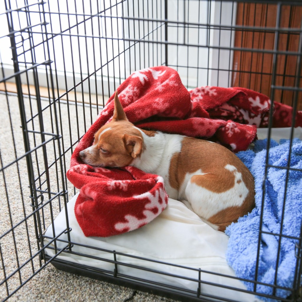 Dog in a metal crate with blankets