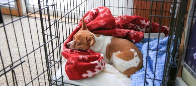 Dog in a metal crate with blankets