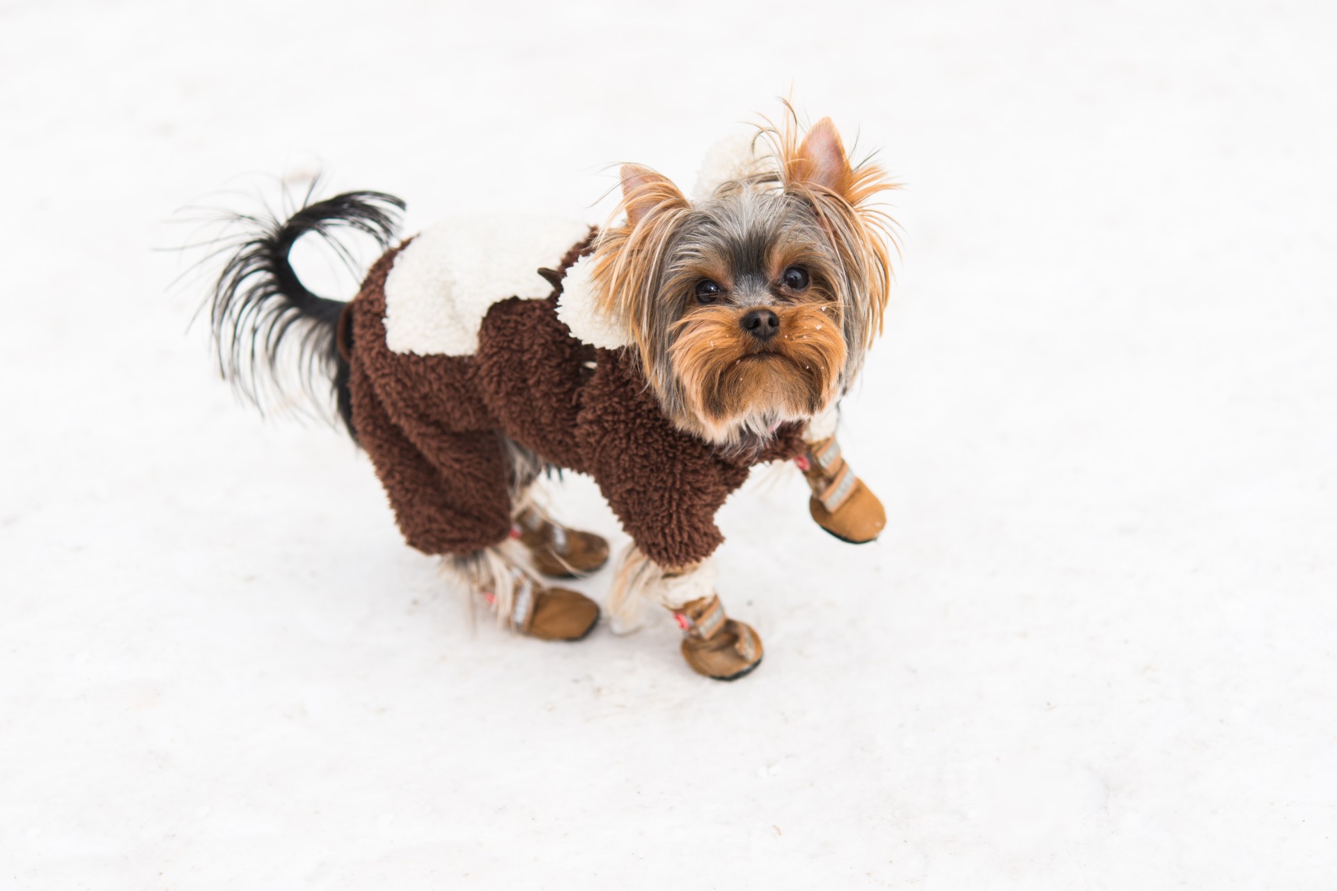 Yorkshire terrier wearing shoes for the snow