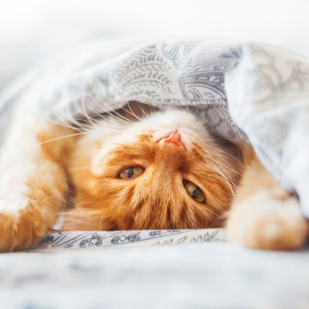 Cat curled up in covers on bed