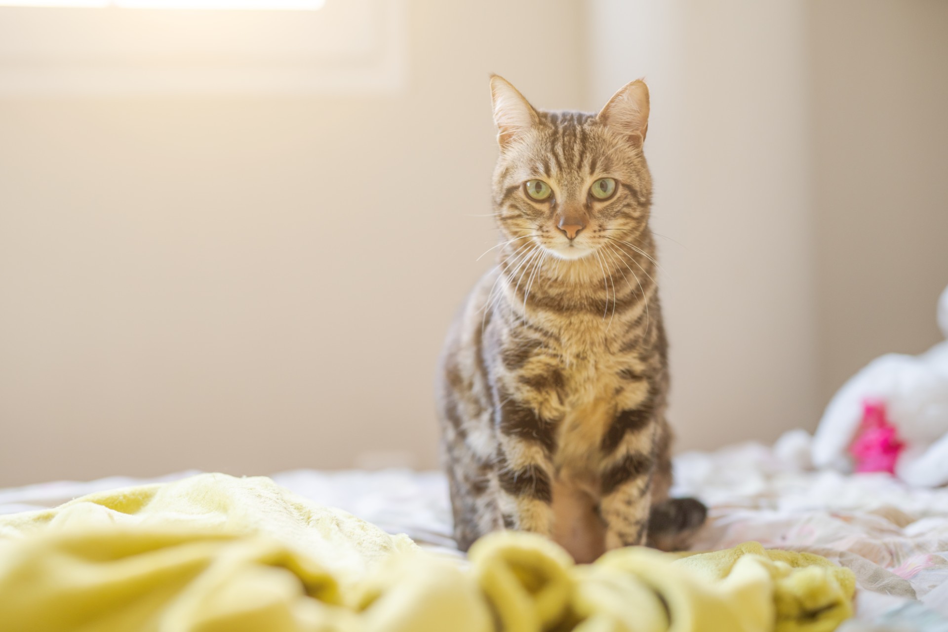 Striped cat sitting on a bed in the bedroom