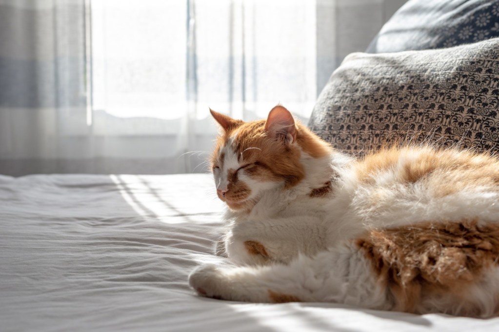 Large cat lying on a bed in the bedroom