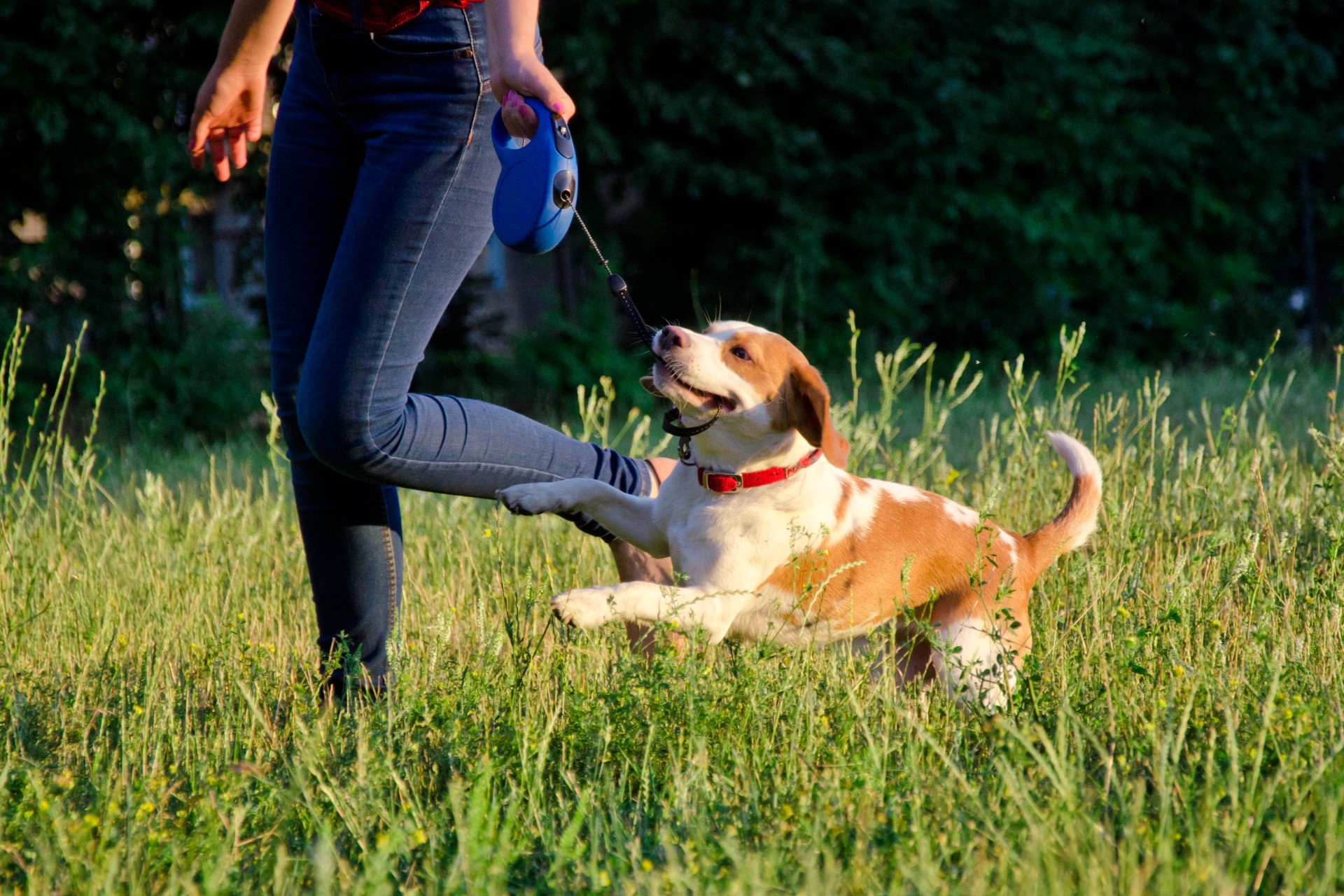 Puppy on retractable leash in the woods