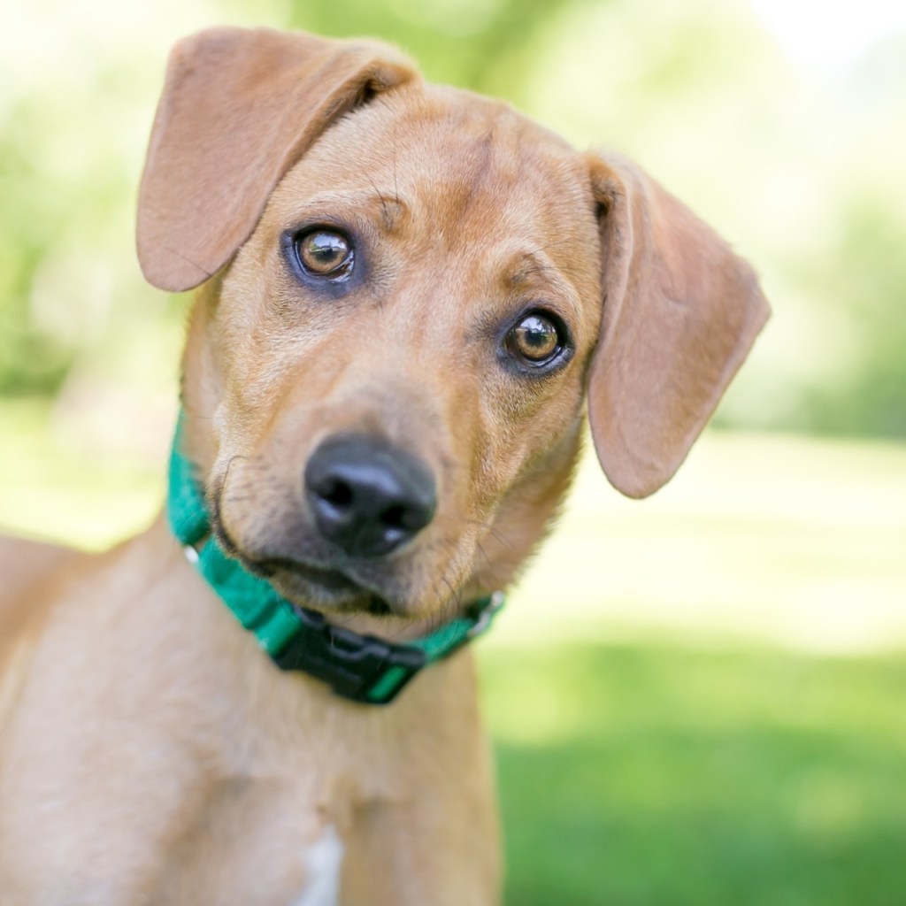 Labrador puppy with a green collar