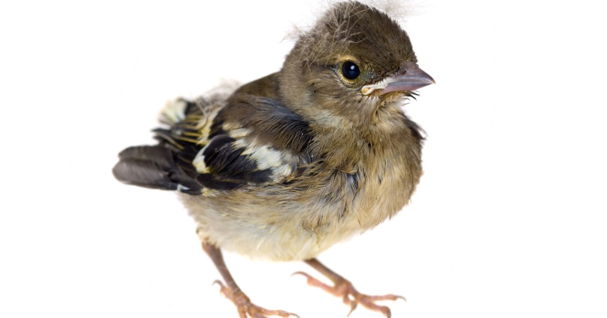 Most-Used Newborn Essentials - Eating Bird Food