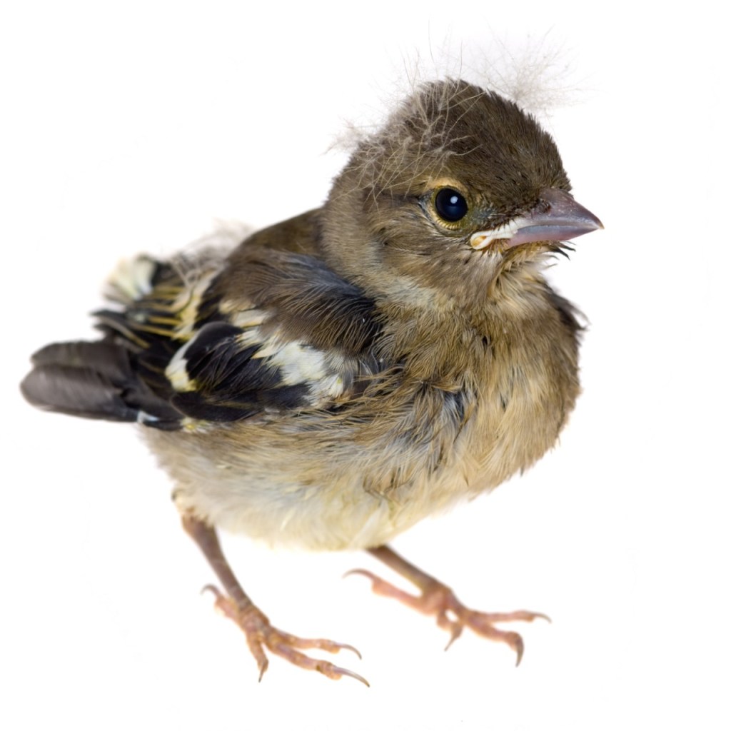 Baby bird standing up