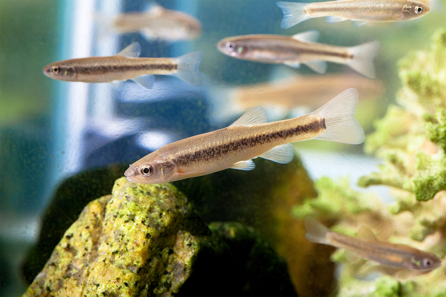 Learn How Fast Minnows Reproduce | PawTracks