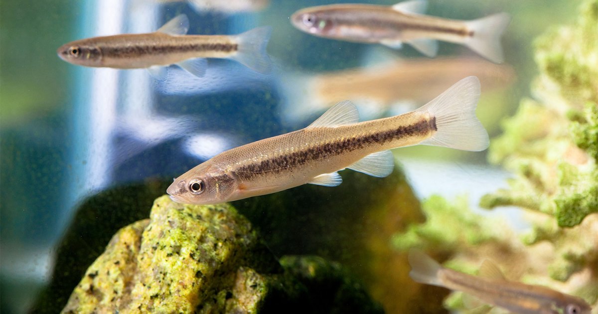 Learn How Fast Minnows Reproduce | PawTracks