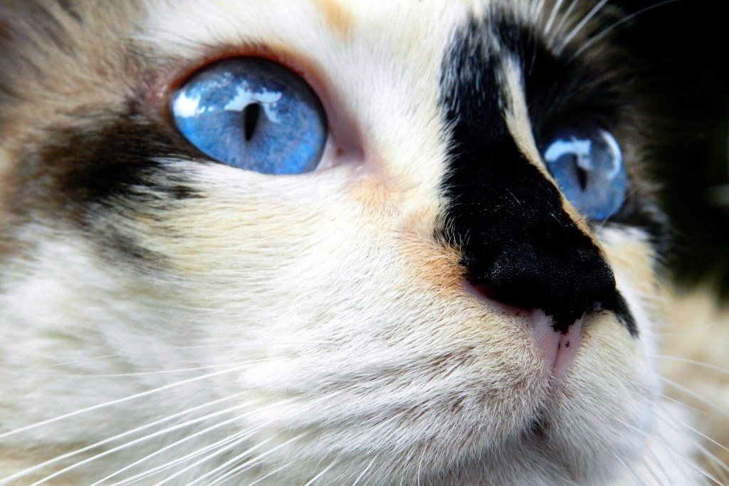 Katė mėlynomis akimis žiūri į tolį
