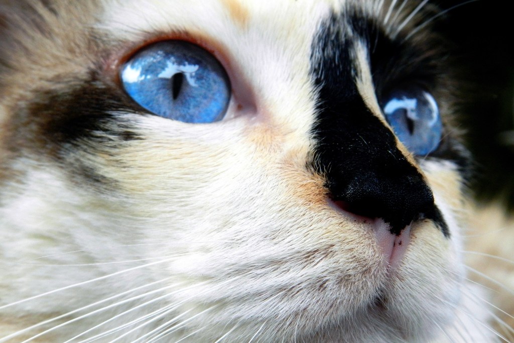 Cat with blue eyes staring into the distance