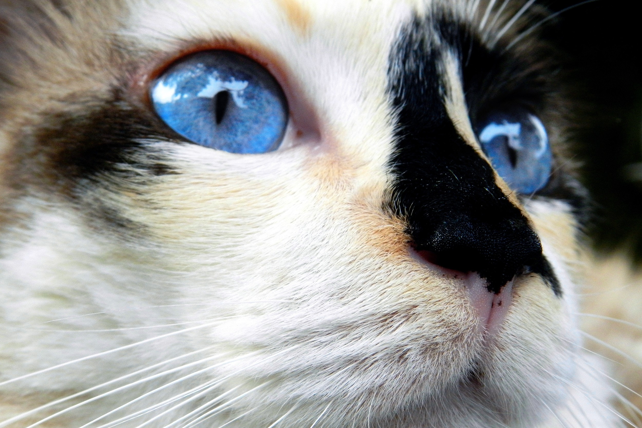 Cat with blue eyes staring into distance
