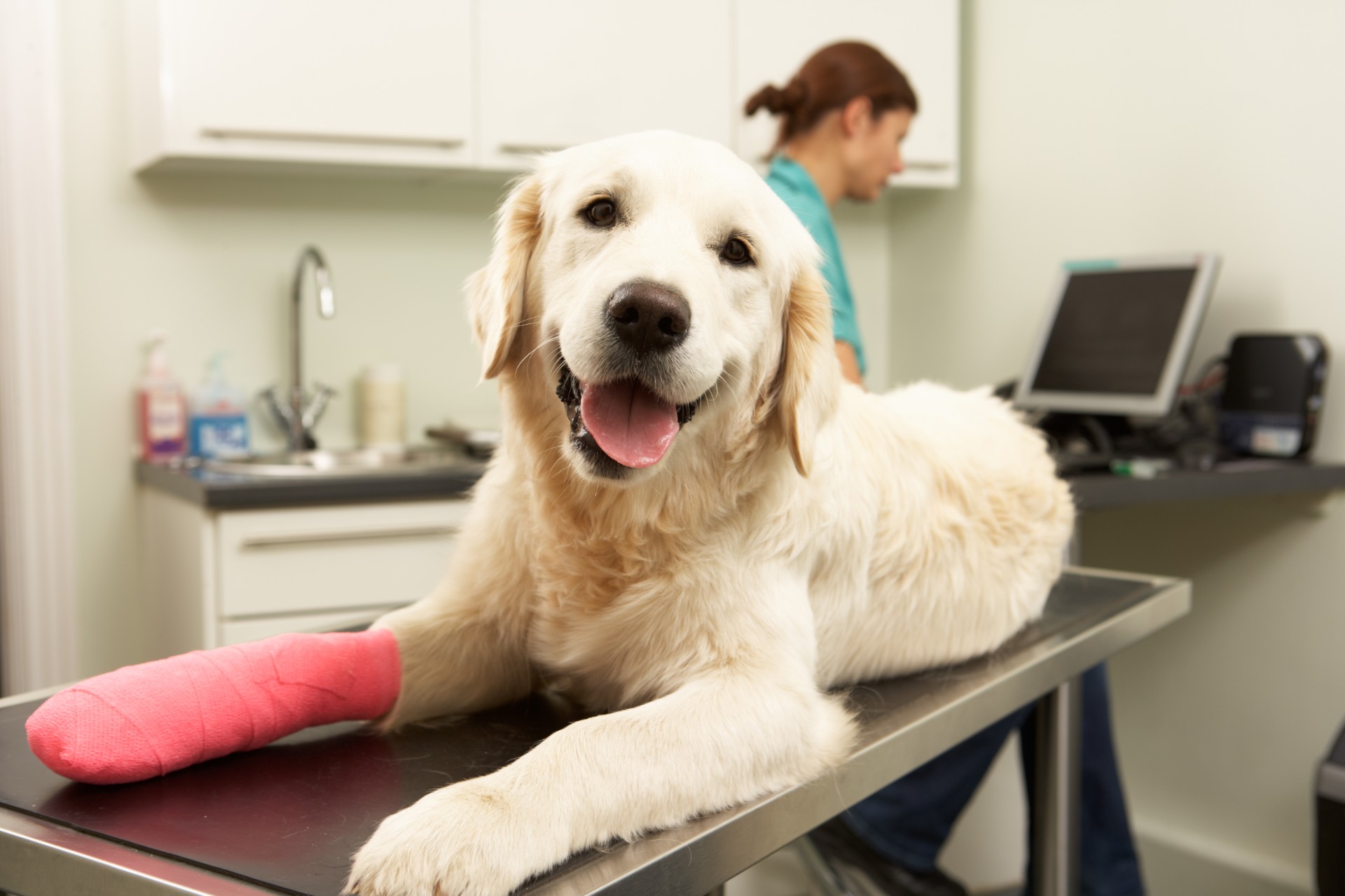 Retriever on veterinarian's table with bandaged paw