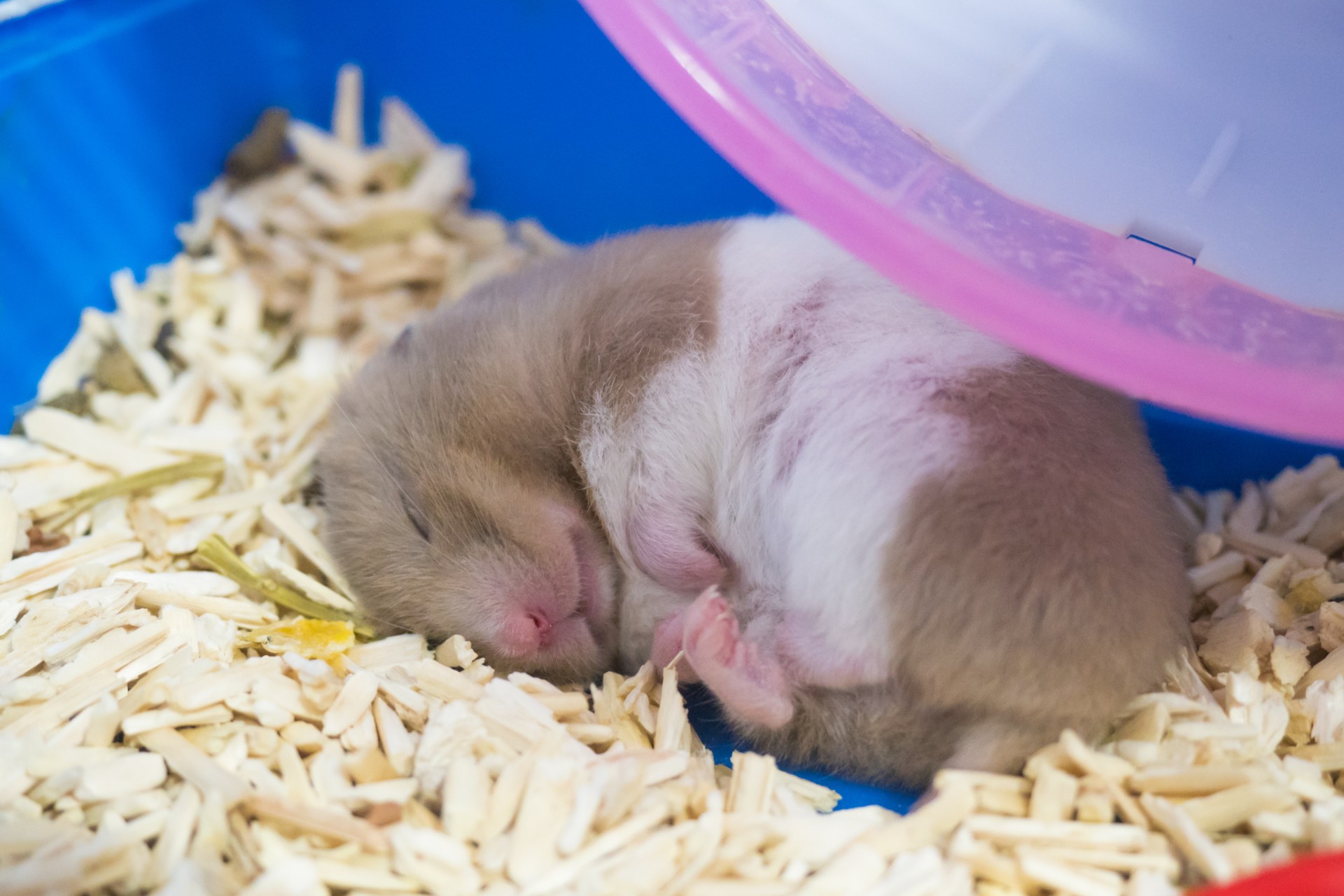 Hamster sleeping on floor of box