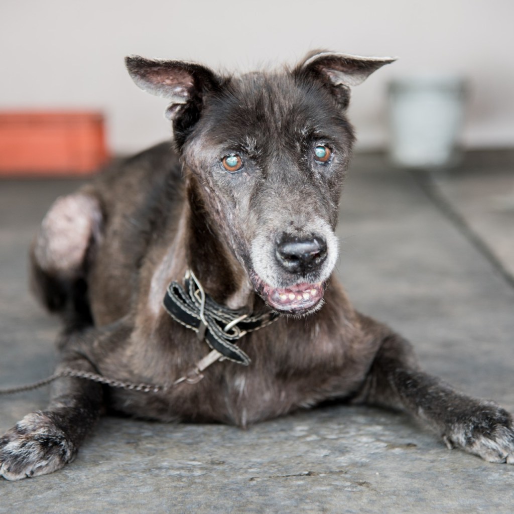 Blind dog with collar lying on floor
