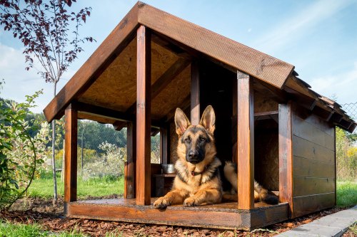 German shepherd in an outdoor dog house